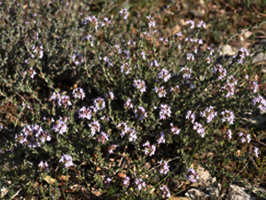 Vivers Càrex - Thymus vulgaris 